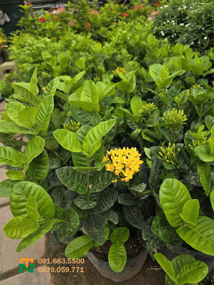 Cây hoa mẫu đơn vàng