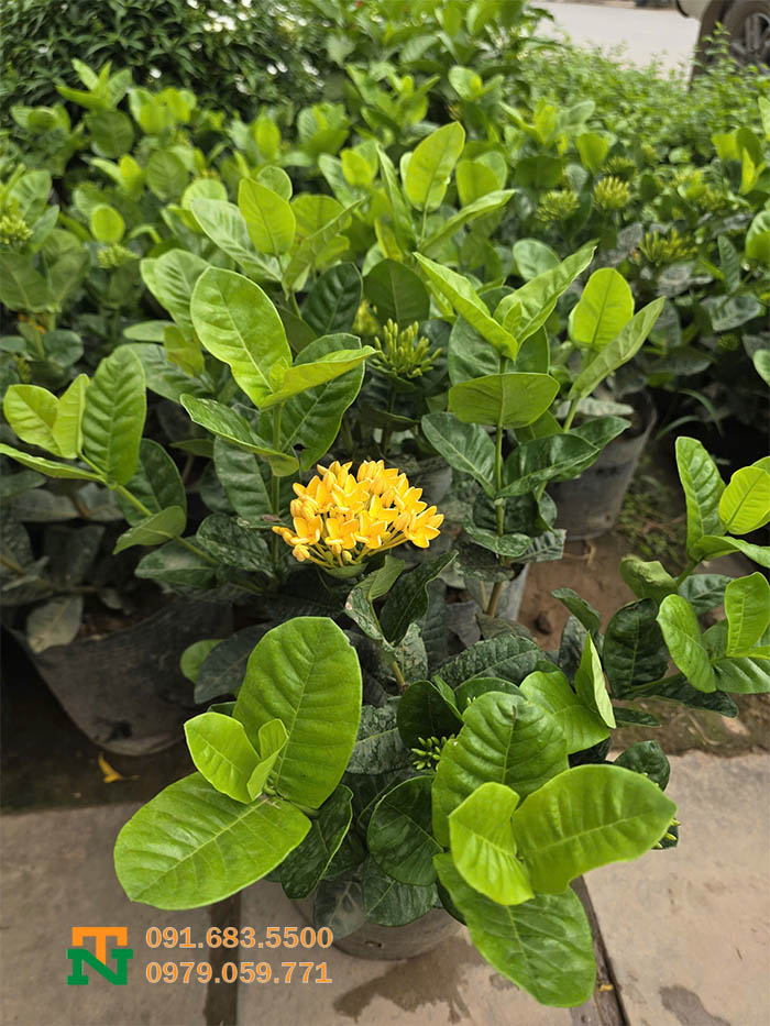Cây mẫu đơn vàng đẹp