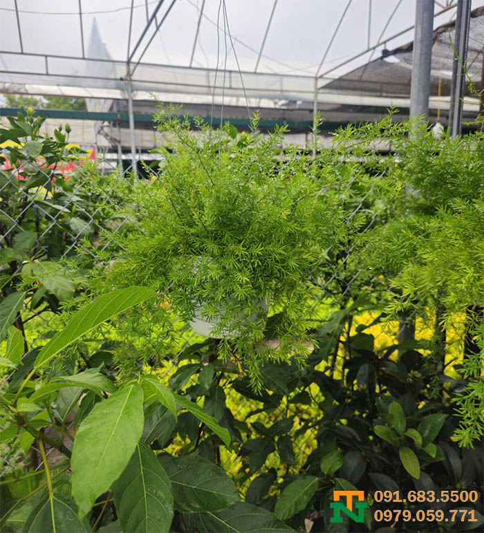 Cây môn thiên đồng giỏ treo