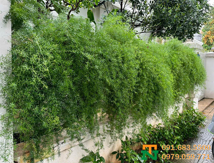 Tường cây môn thiên đồng leo đẹp