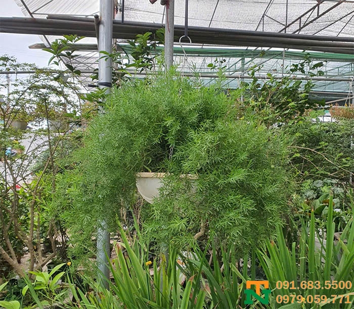 Chậu cây môn thiên đồng treo