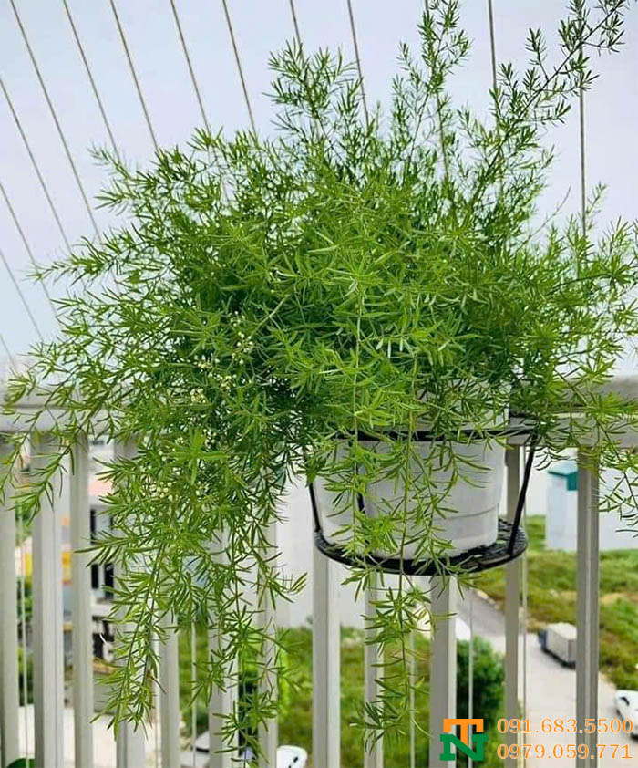 Cây môn thiên đồng treo ban công