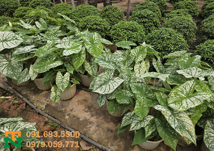 Cây môn trắng lá khoai cảnh đẹp 