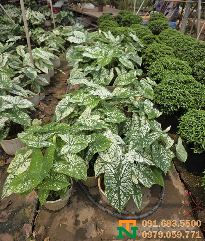 Cây môn trắng lá khoai trang trí cao cấp