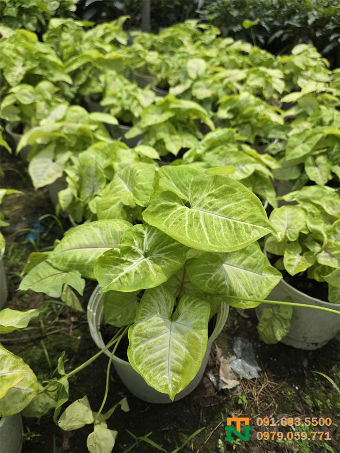 Cây muống nhật xanh