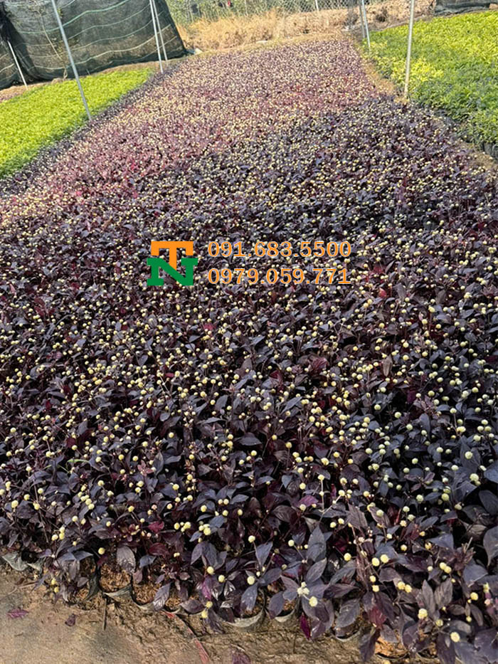 Vườn cây mắt nai tím đẹp
