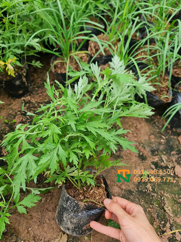 Cây ngải cứu giá rẻ tận vườn