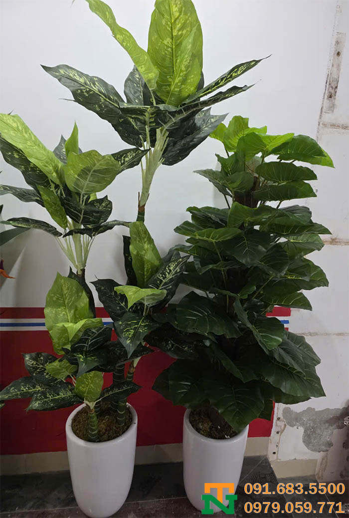 Cây ngân hà dáng cao giá tốt