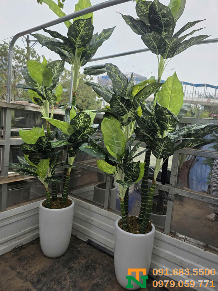 Cây ngân hà nhân tạo cao cấp