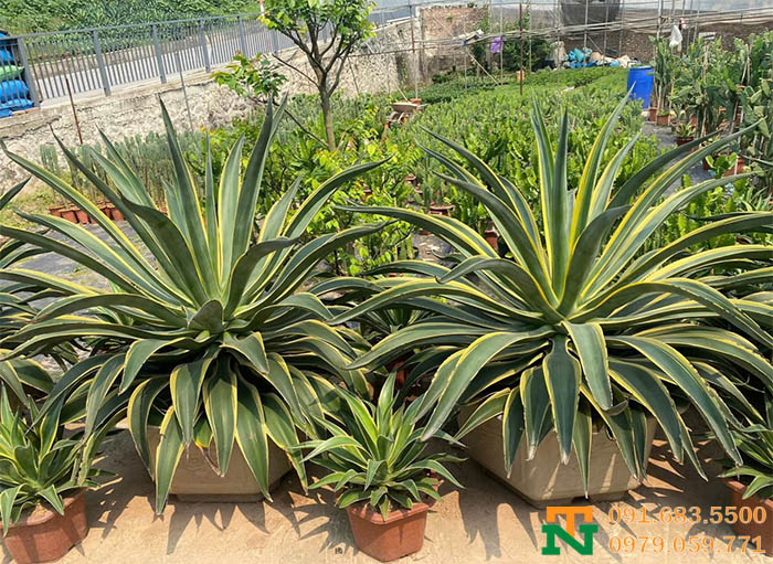 Cây ngọc giá cảnh trang trí