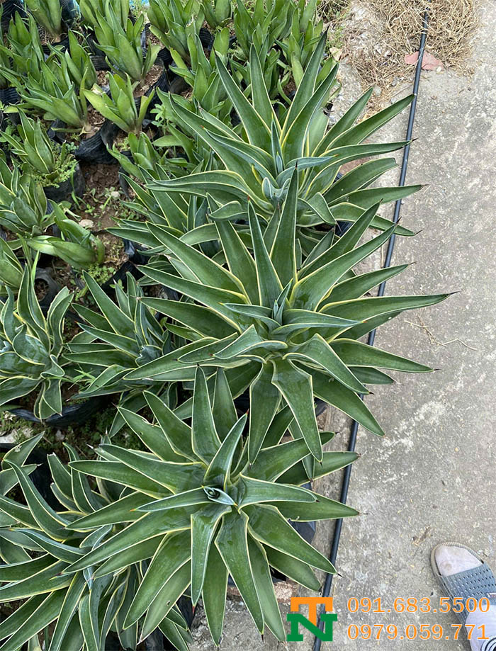 Cây ngọc giá trồng bồn cây