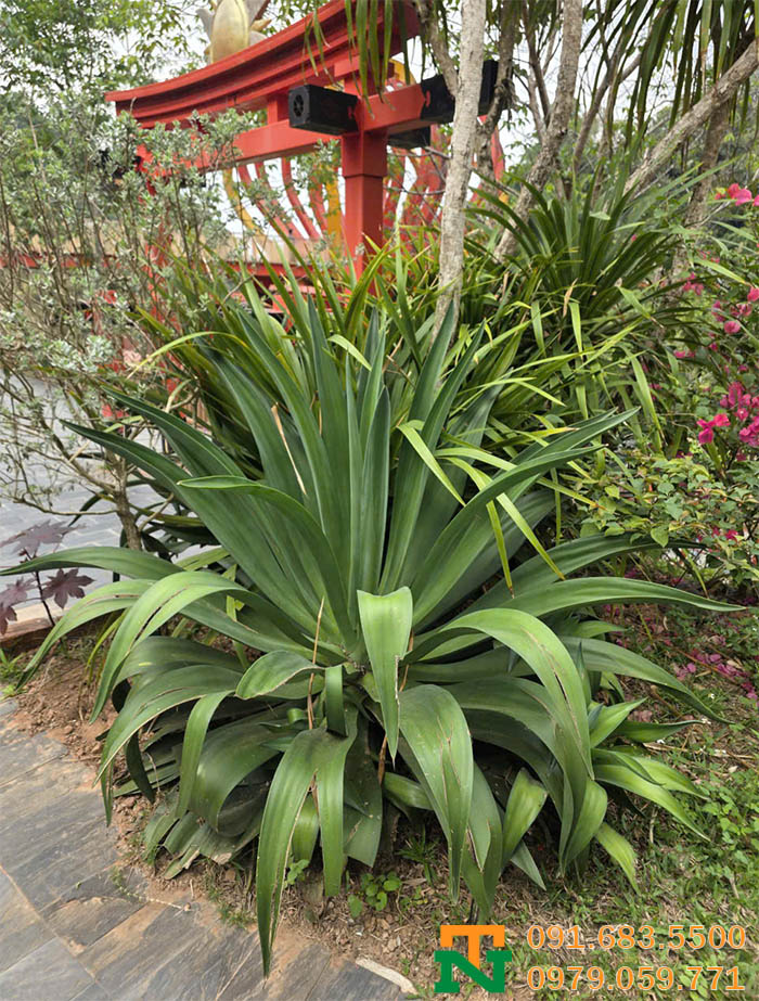 Cây ngọc giá trồng vườn