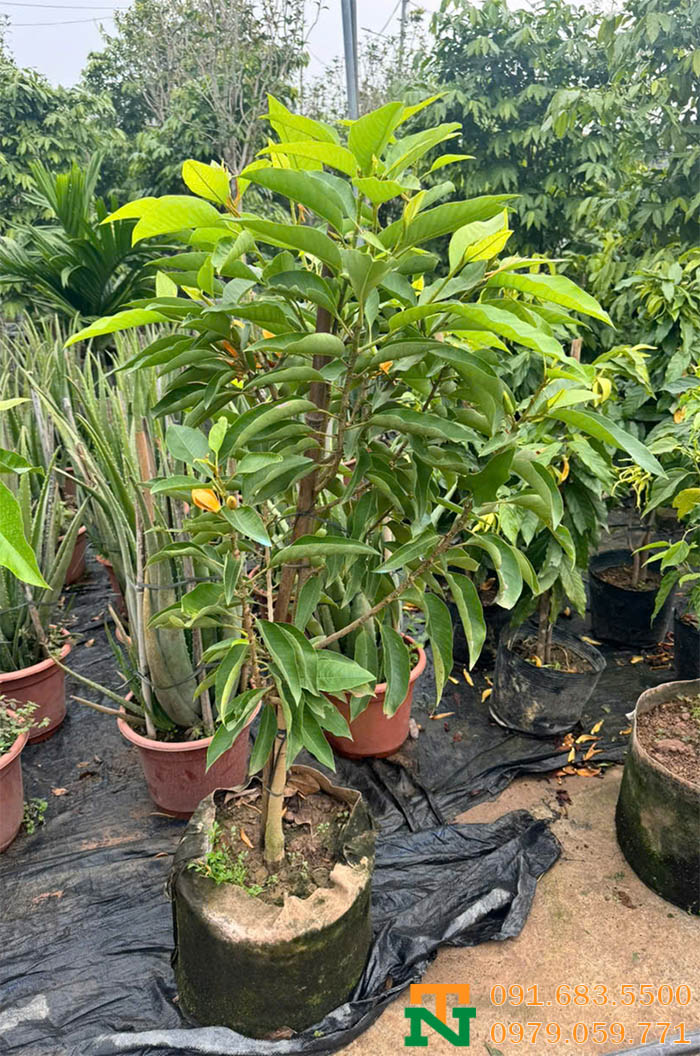 Cây ngọc lan hoa vàng trồng vườn