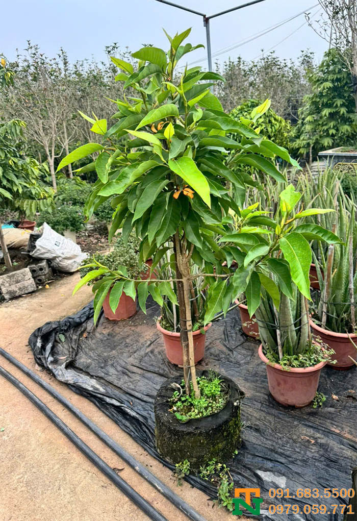 Cây ngọc lan hoa vàng cảnh đẹp