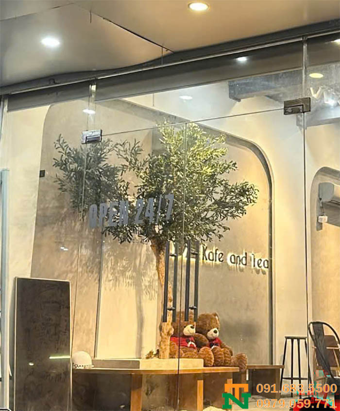 Cây ô liu giả cao cấp