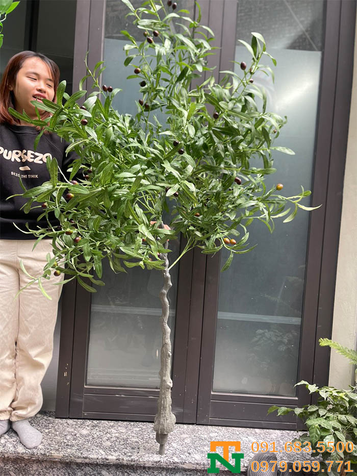 Cây ô liu cảnh nhân tạo đẹp
