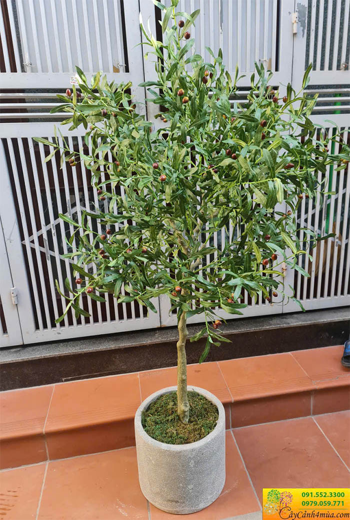 Cây ô liu trồng chậu decor phòng