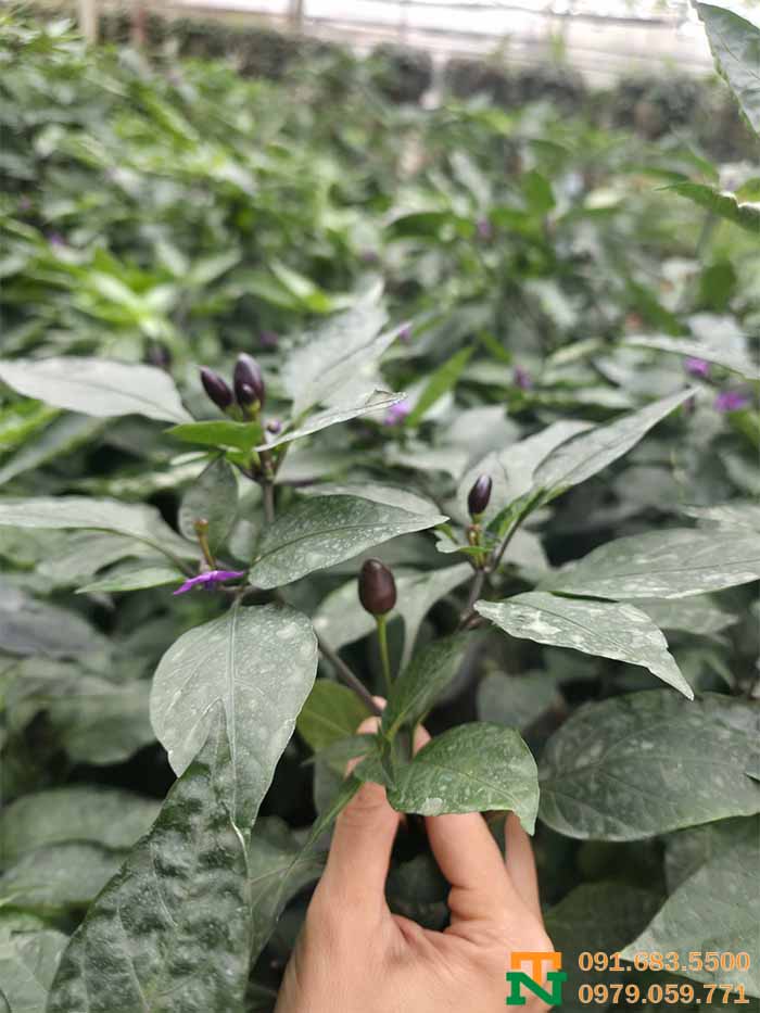 Cây ớt quả tím to đẹp