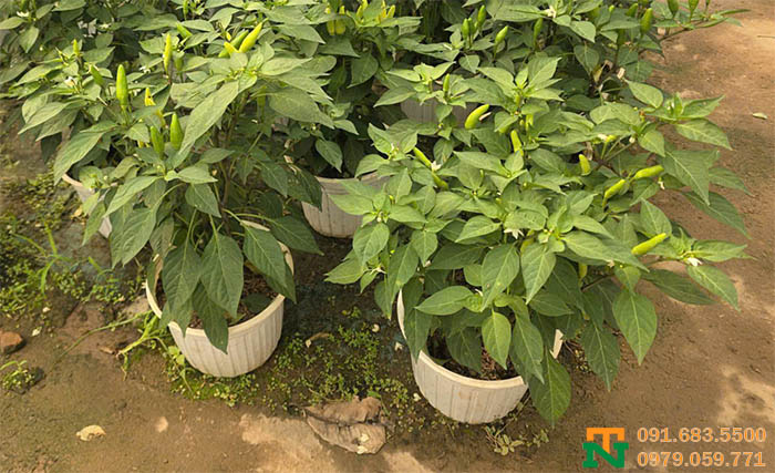 Cây ớt xiêm cay ngon trồng tại nhà