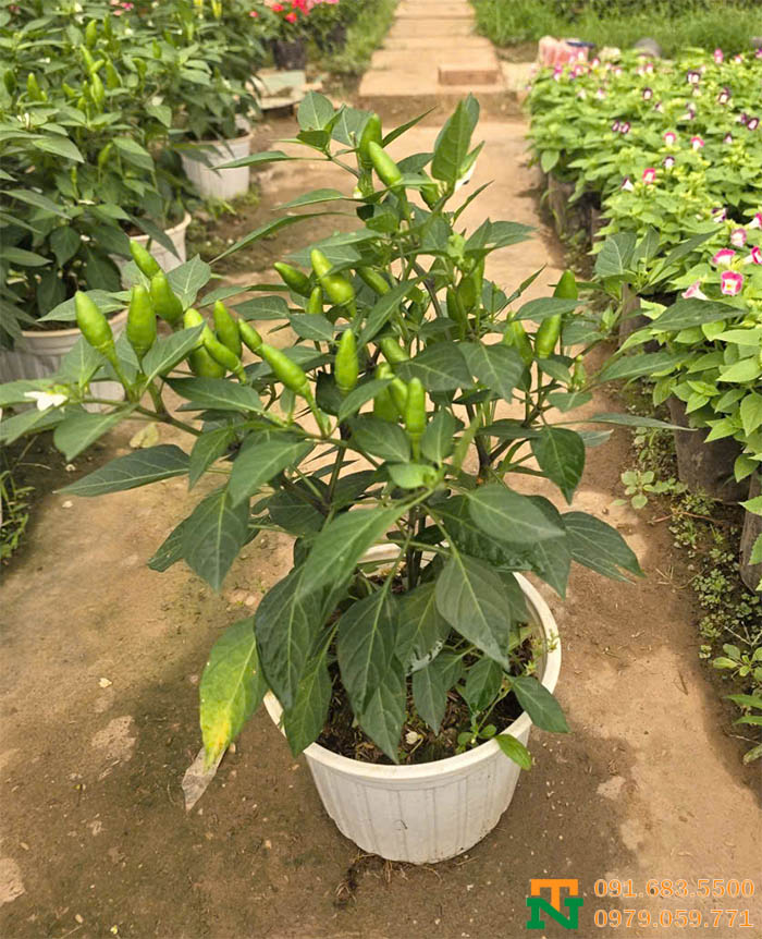 Cây ớt xiêm cay trồng tại nhà