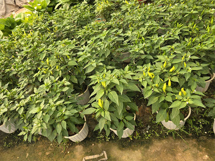 Cây ớt xiêm tại vườn giá tốt