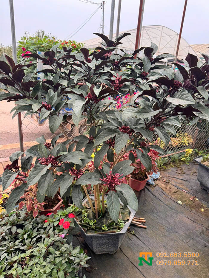 Cây pháo bông hoa đỏ