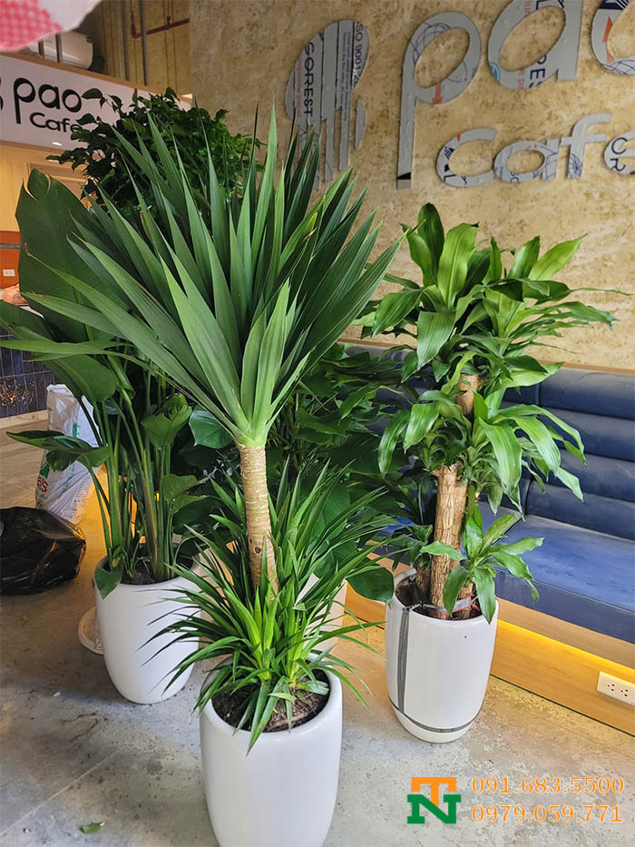 Cây phát tài núi decor nội thất