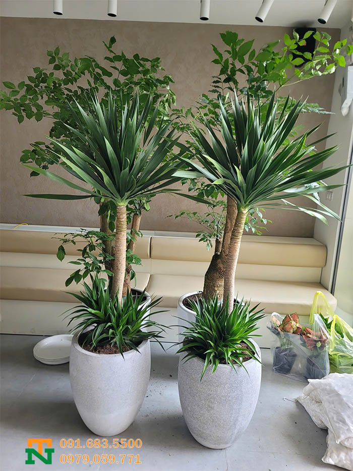 Cây phát tài núi 2 tầng xanh đẹp