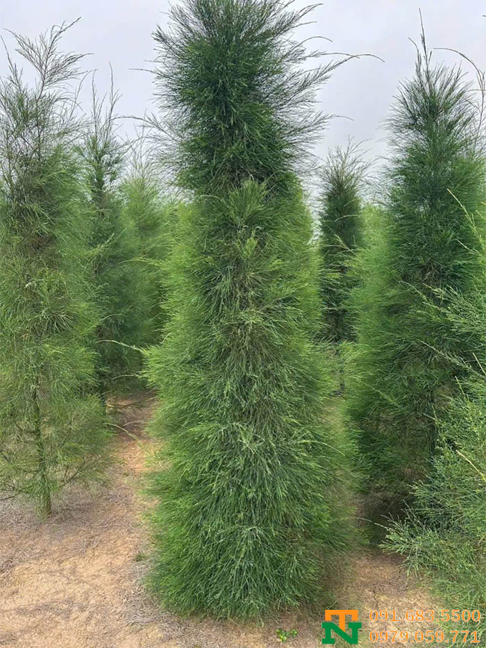 Cây phi lao giá tốt