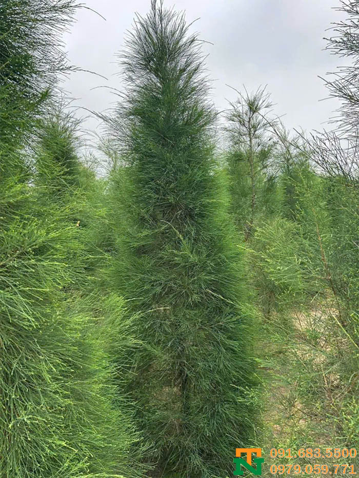 Cây phi lao dáng đẹp