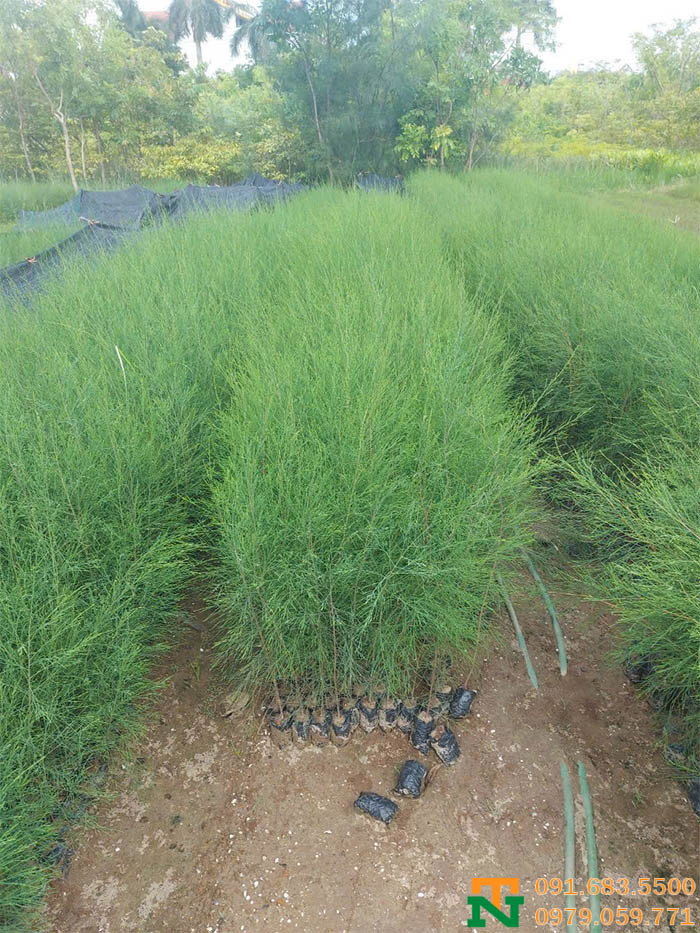 Cây phi lao dáng tròn