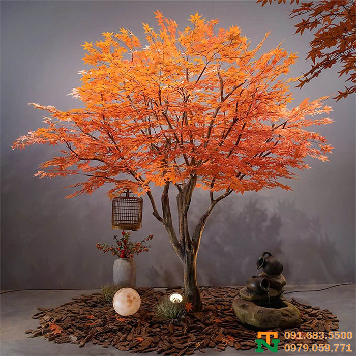 Cây phong lá cam cực đẹp