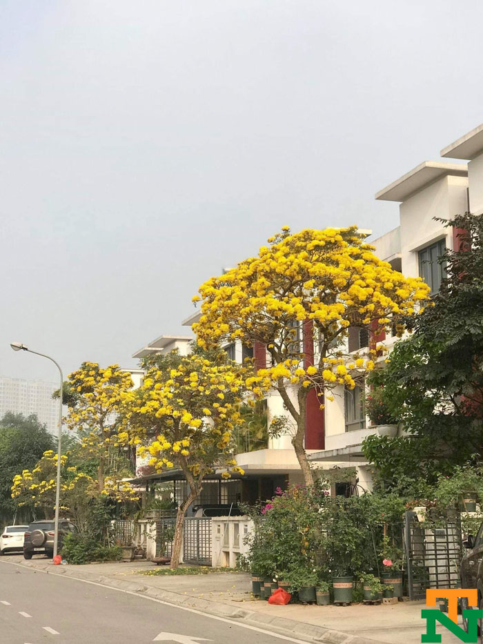 Hình ảnh cây hoa phong linh màu vàng được trồng trên đường phố