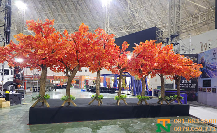 Cây phong lá đỏ cảnh giá tốt