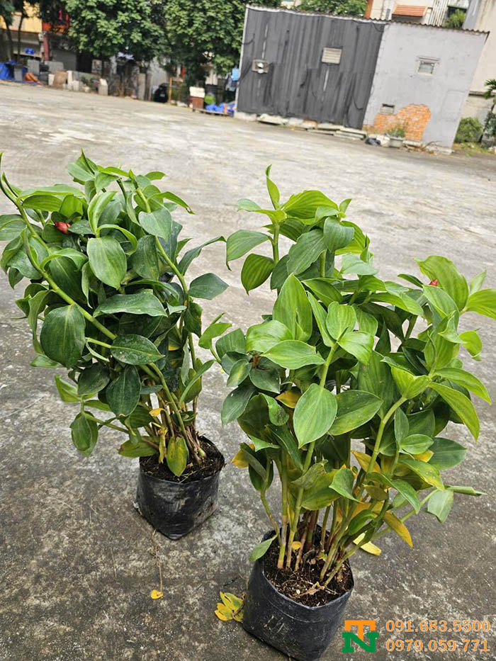 Giống cây phúc lộc thọ chất lượng cao