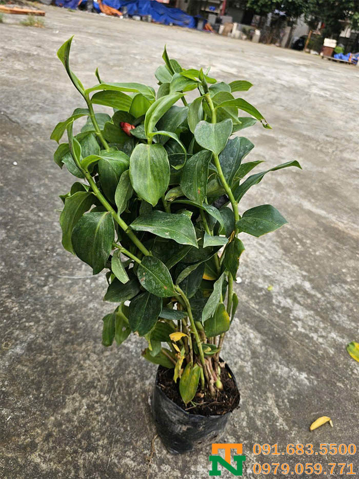 Cây giống phúc lộc thọ giá tốt 