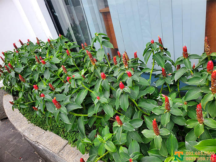 Cây phúc lộc thọ trồng bồn cây