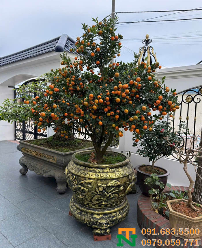 Cây quất bonsai cảnh sang đẹp