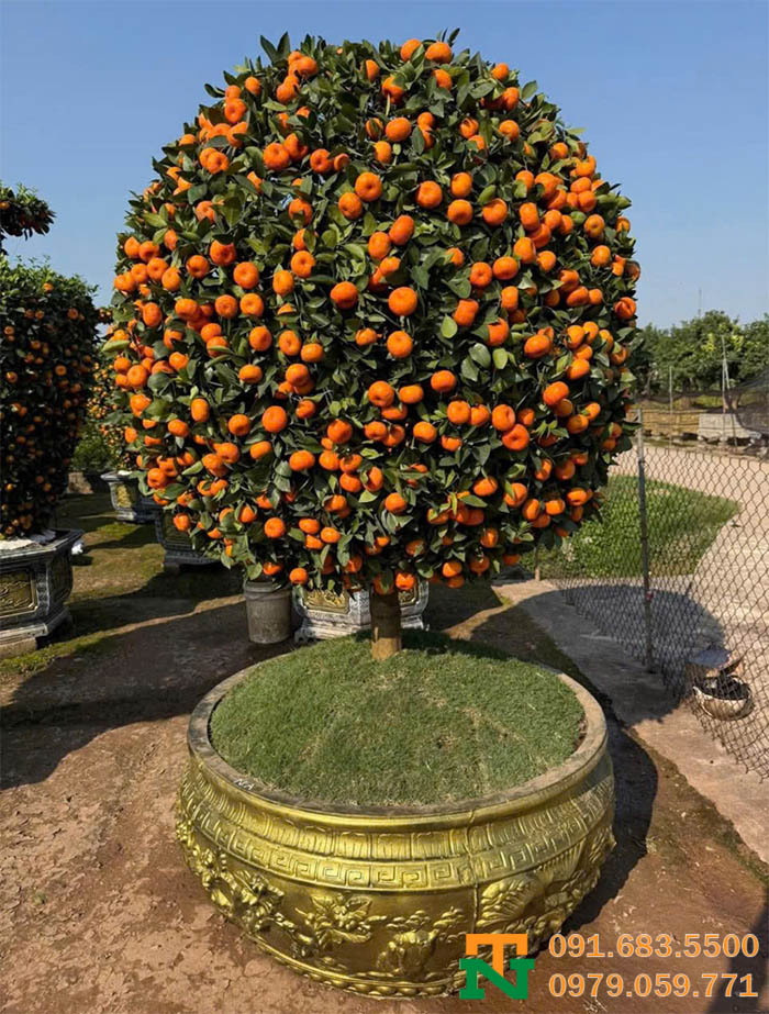 Cây quất bonsai cảnh sang đẹp