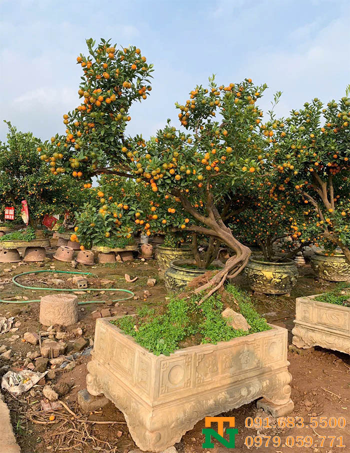 Cây quất bonsai cao cấp