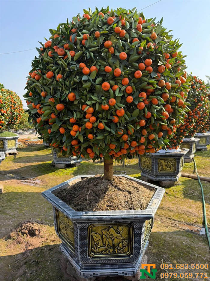 Cây quất cảnh bonsai phong thủy