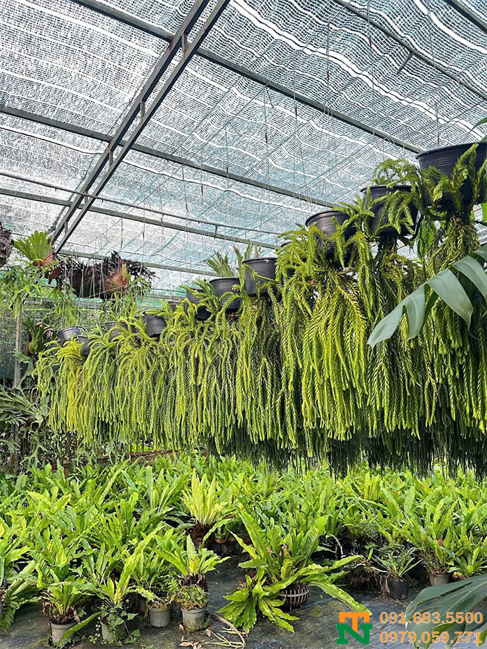 Cây râu rồng tại vườn giá tốt