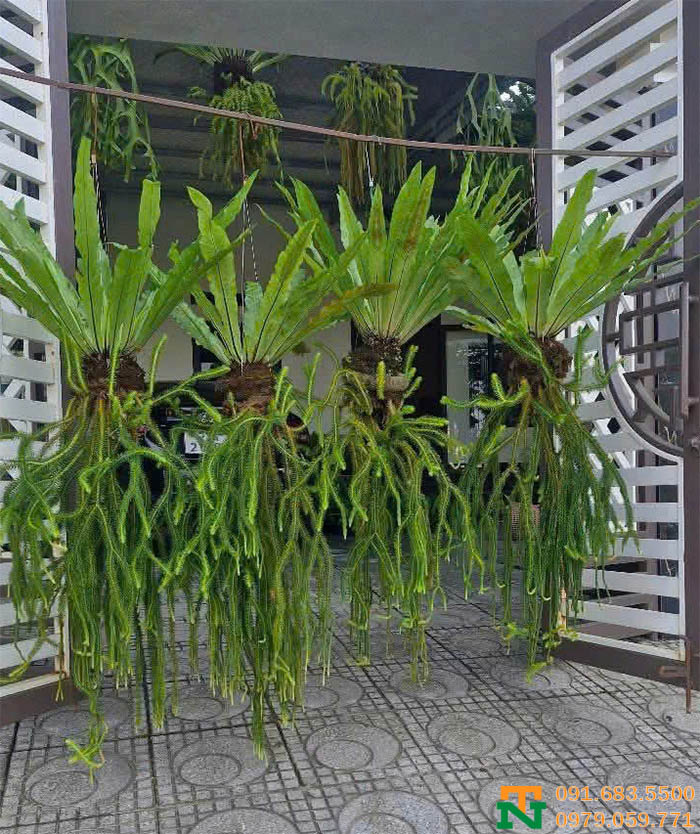 Cây râu rồng thái rủ đẹp