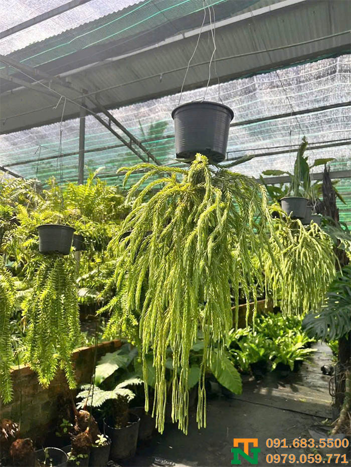 Cây râu rồng Thái to giá tốt 