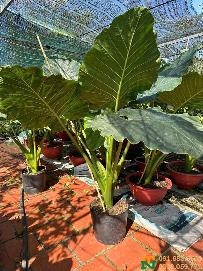 Cây ráy voi tại vườn giá tốt