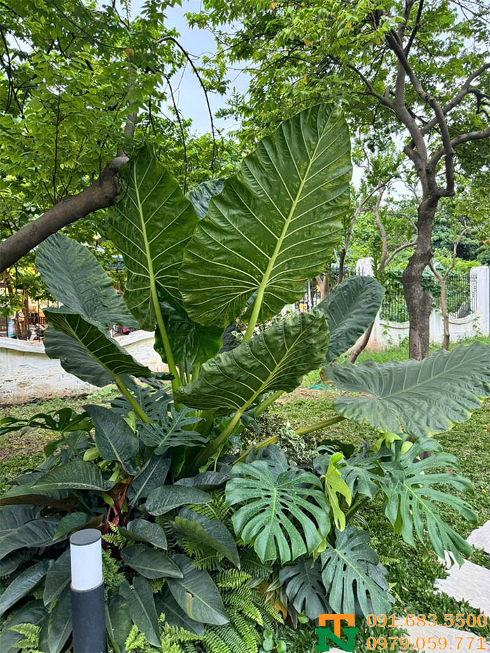 Cây ráy voi trồng vườn lá to