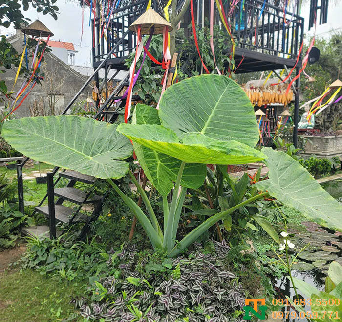 Cây ráy voi cảnh lá to cực đẹp