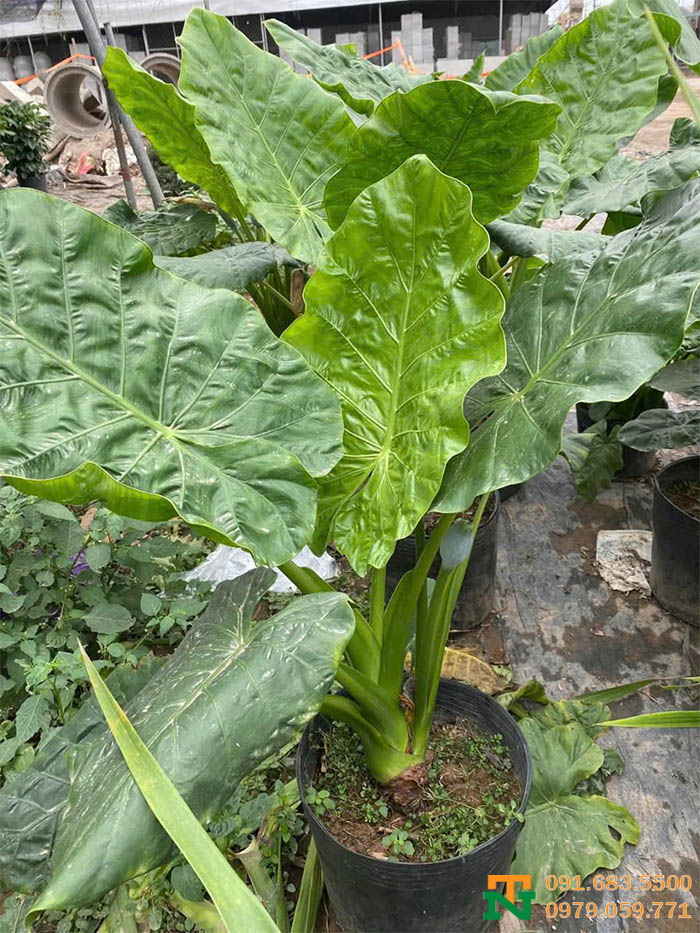 Cây ráy voi tiểu cảnh đẹp