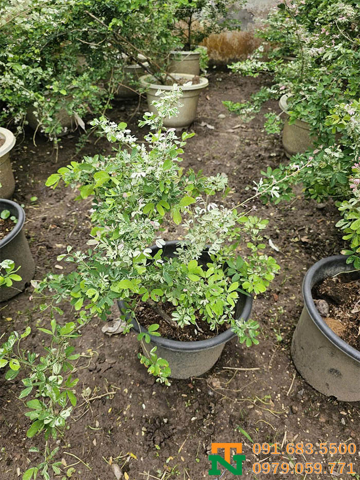 Cây tam tài giá rẻ