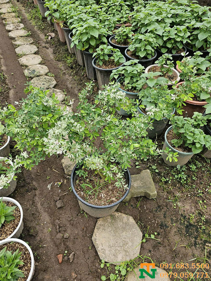 Cây tam tài tại vườn giá tốt